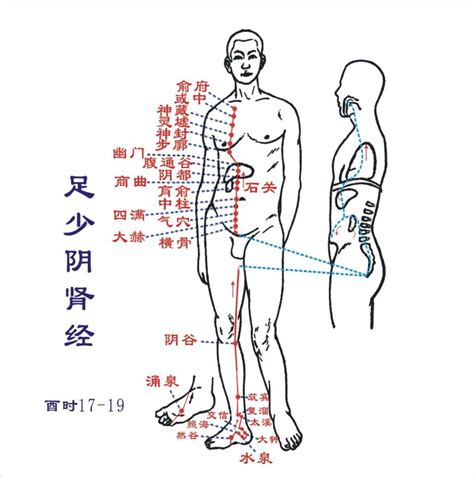 十二时辰对照表脏腑_十二时辰对照表脏腑经络走向,第12张